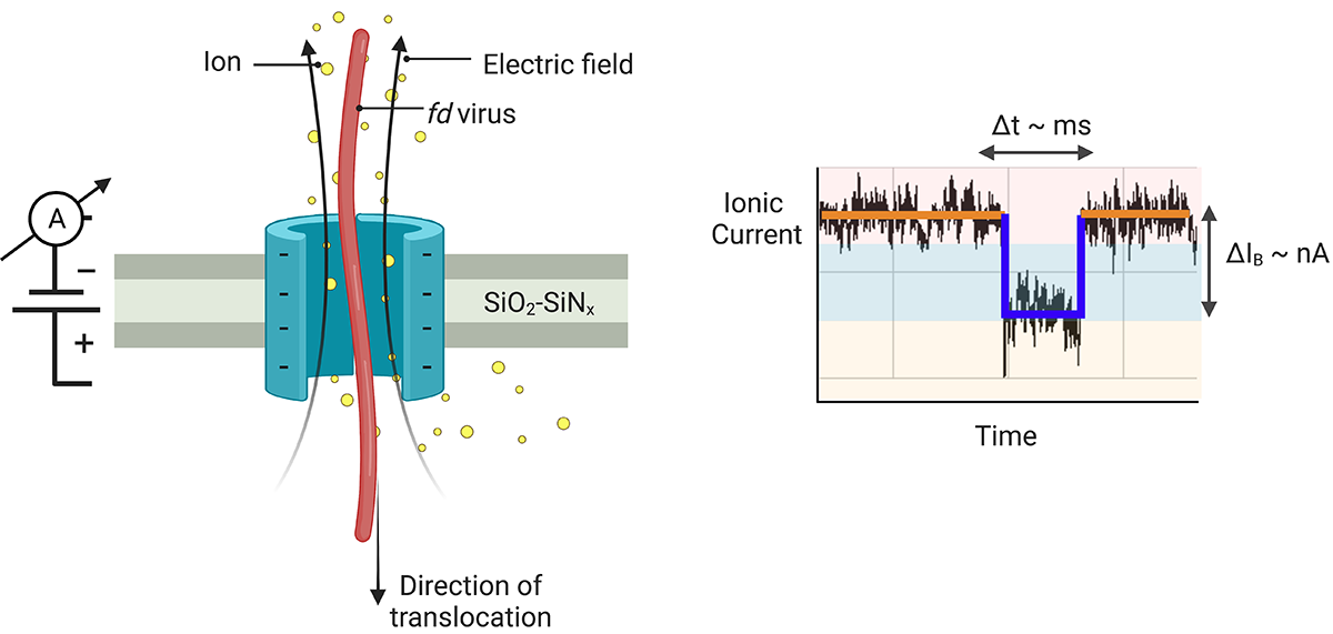 Solid-state Nanopore Translocation and Fingerprinting